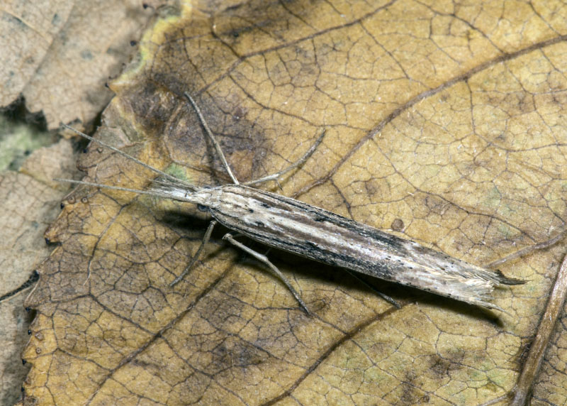 Microlepidottero -  Ypsolopha mucronella,  Ypsolophidae